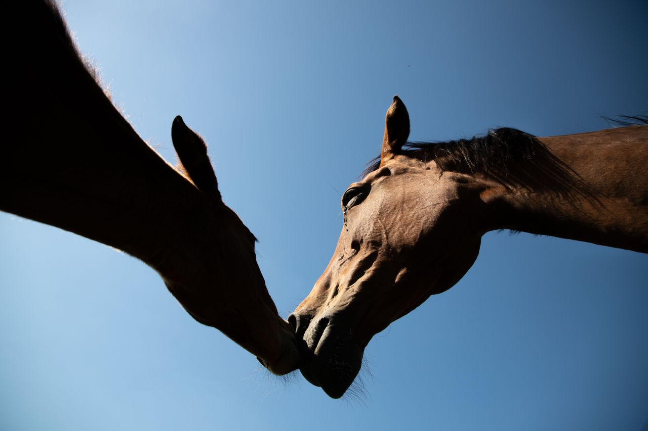Tarieven A loving moment between two horses silhouetted against a clear blue sky.
